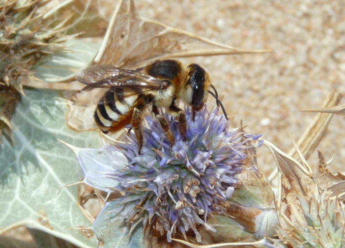 Megachile sp.